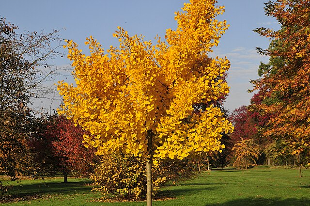 Ginkgo b Autumn Gold (Autumn Gold Ginkgo)