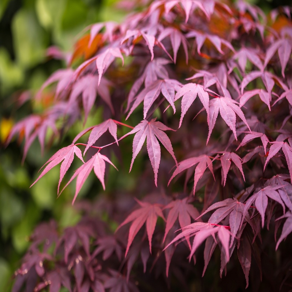 Alternative view of Acer p Bloodgood (Bloodgood Japanese Maple)