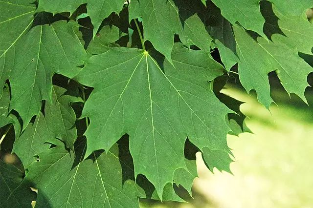 Acer platanoides 'Columnar' (Columnar Norway Maple)