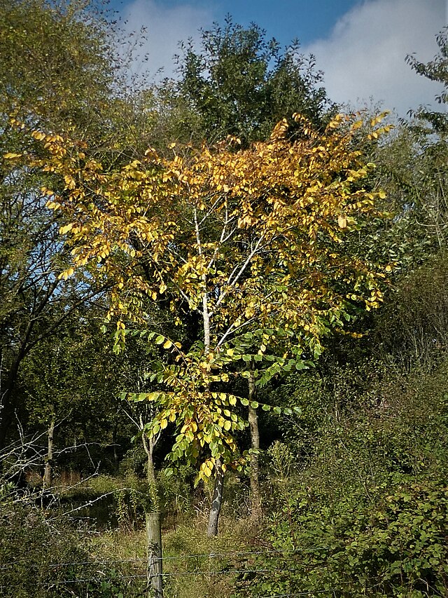 Ulmus a. Prairie Expedition (Prairie Expedition Elm)