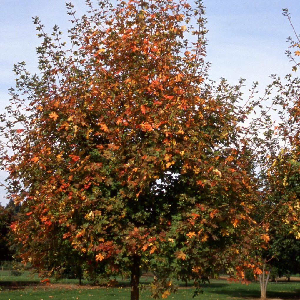 Acer g Rocky Mtn. Glow (Rocky Mtn. Glow Maple)