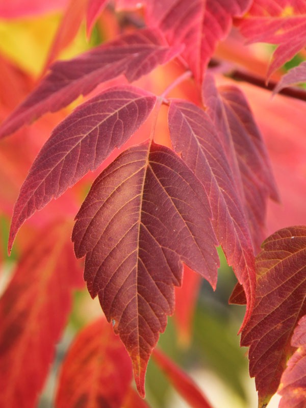 Acer negunda 'Senation' (Sensation Box Elder)