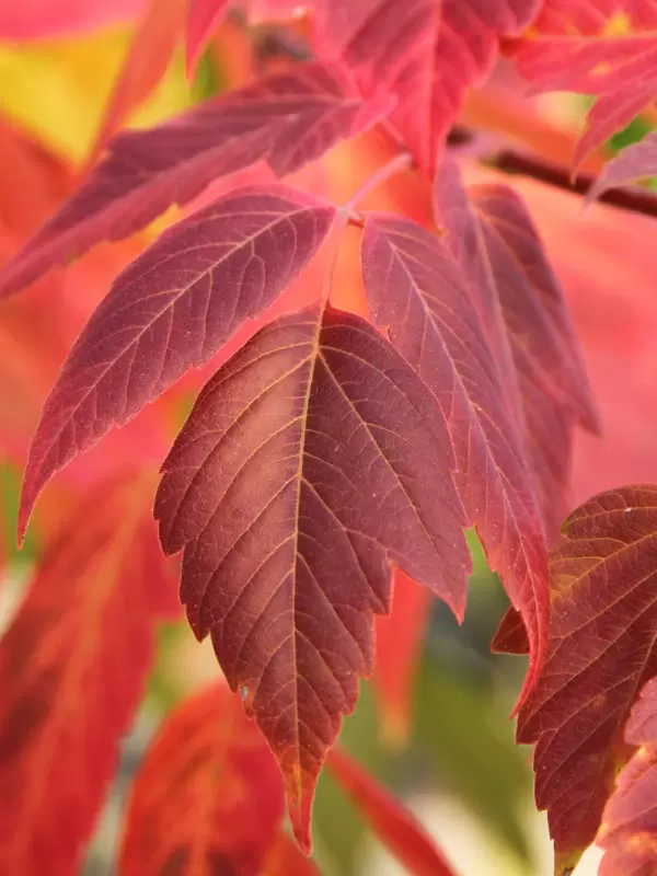 Acer negunda 'Sensation' (Sensation Box Elder)