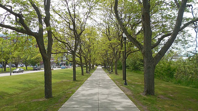Gleditsia ti Shademaster (Shademaster Honeylocust)