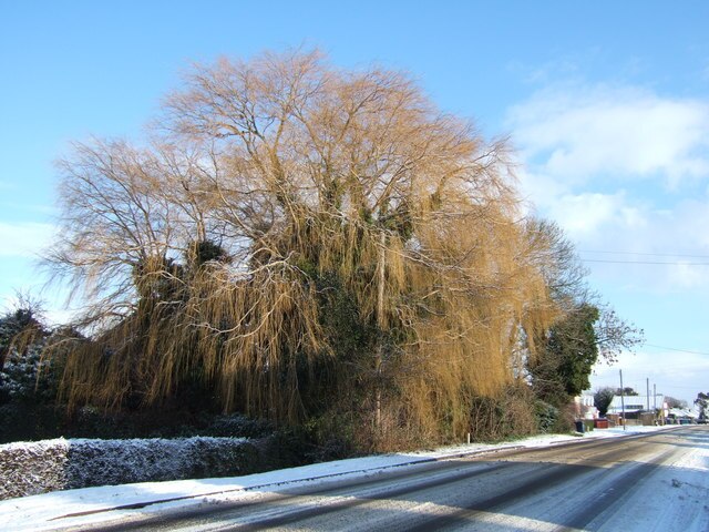 Salix alba var. vitellina 'Golden Willow' Weeping Willow