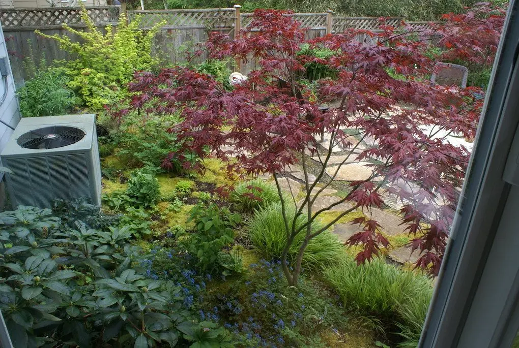 Acer palmatum 'Purple Ghost' Japanese Maple