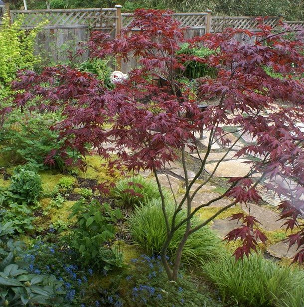 Acer palmatum 'Purple Ghost' Japanese Maple