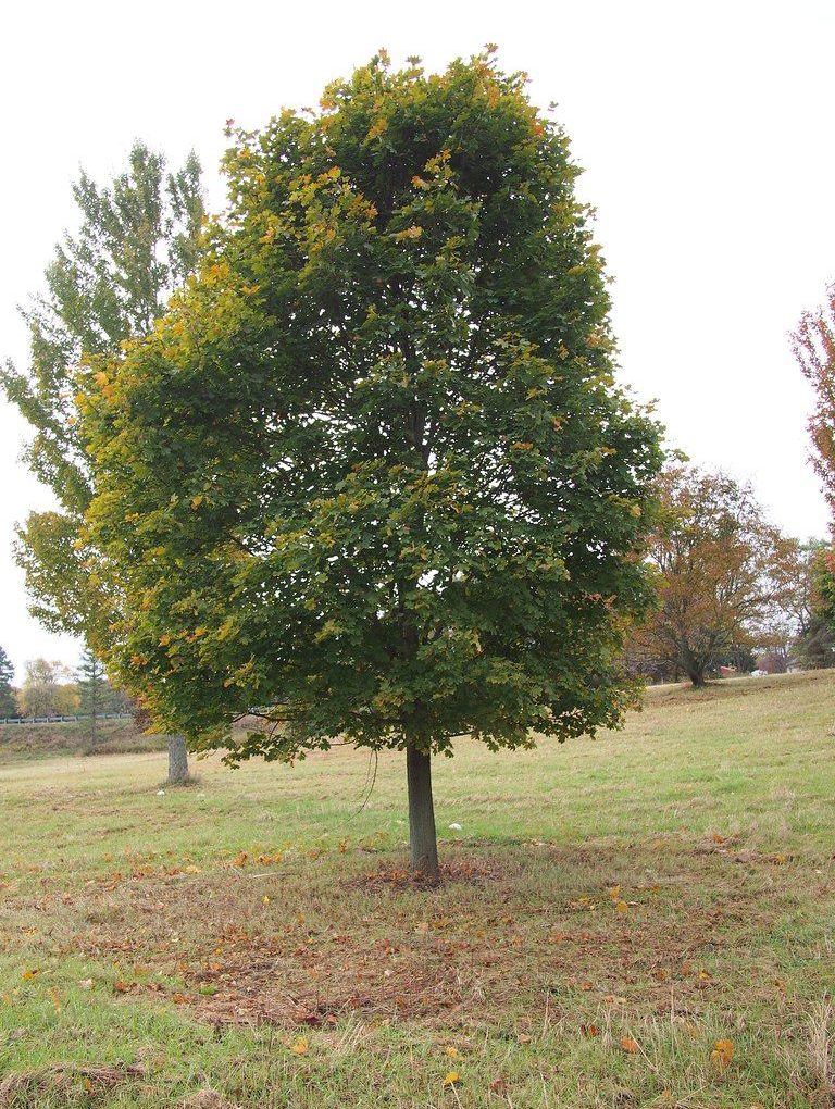 Acer plat. Deborah (Deborah Maple)