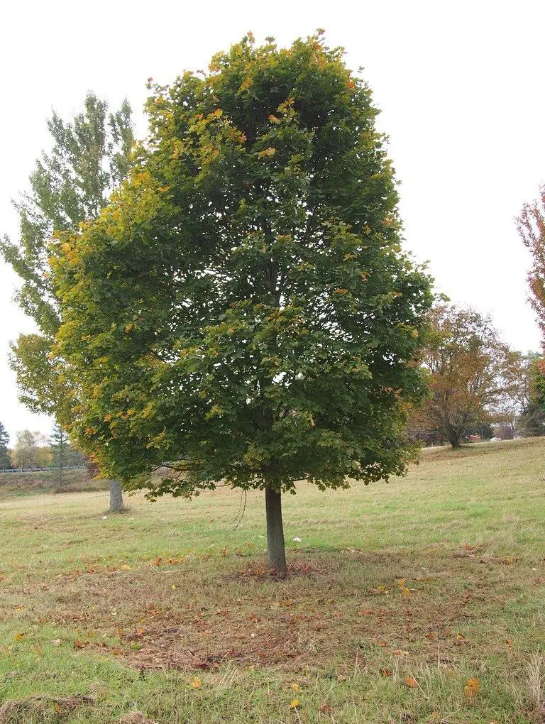 Acer plat. Deborah (Deborah Maple)
