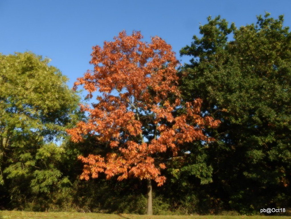 Acer r Sun Valley (Sun Valley Maple)