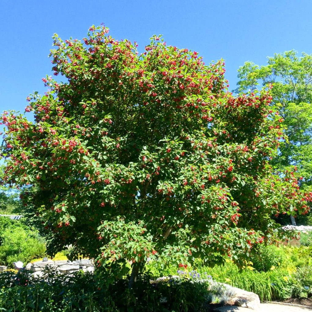 Acer t. Hot Wings (multi- Hot Wings Tartarian Maple)
