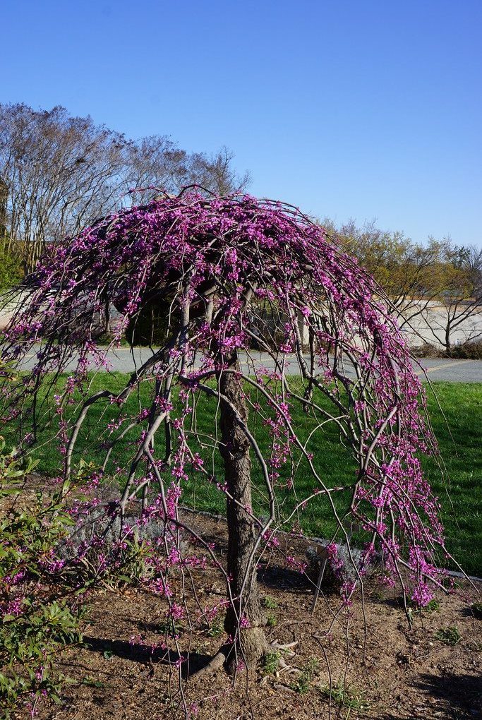 Cercis c. Covey Lavender Twist (Covey Lavender Twist Redbud)