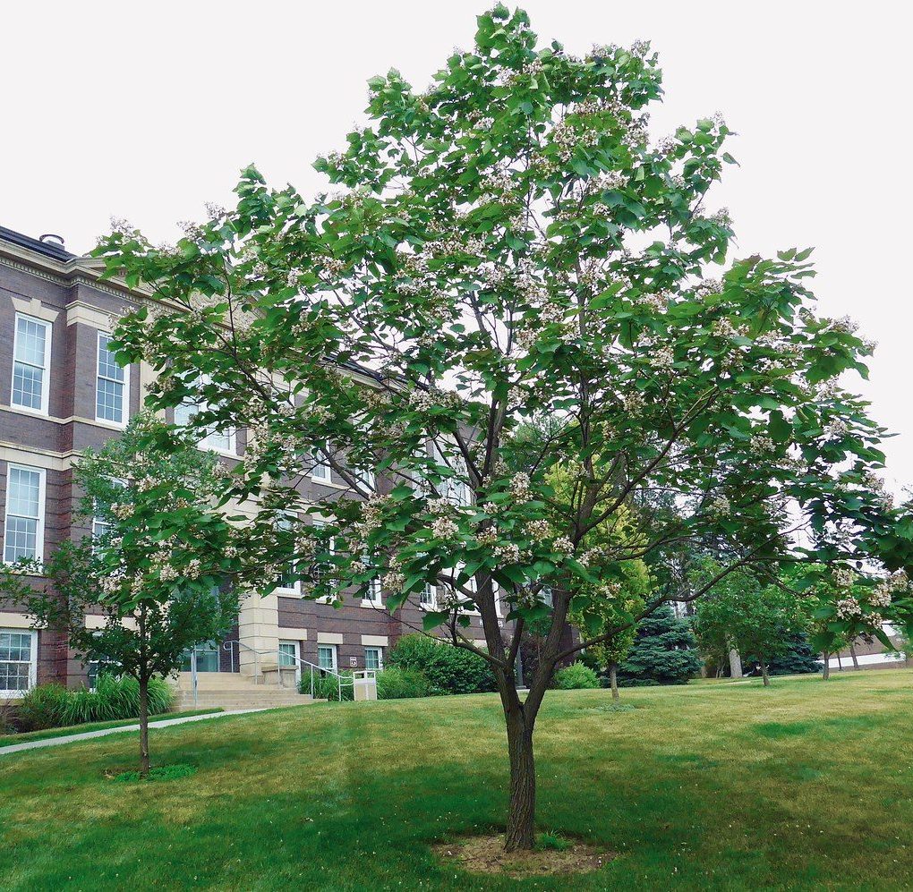 Catalpa x. erub. Purpurea (Purple Catalpa)