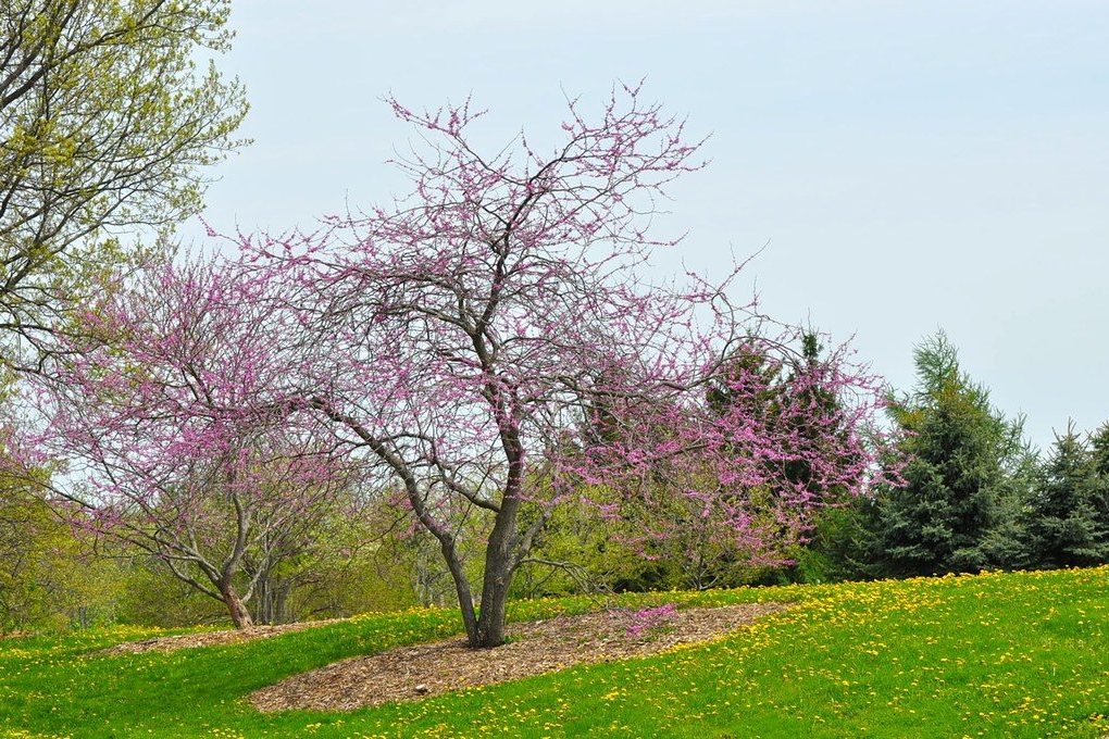 Cercis canadensis (Eastern Redbud)  multi stem