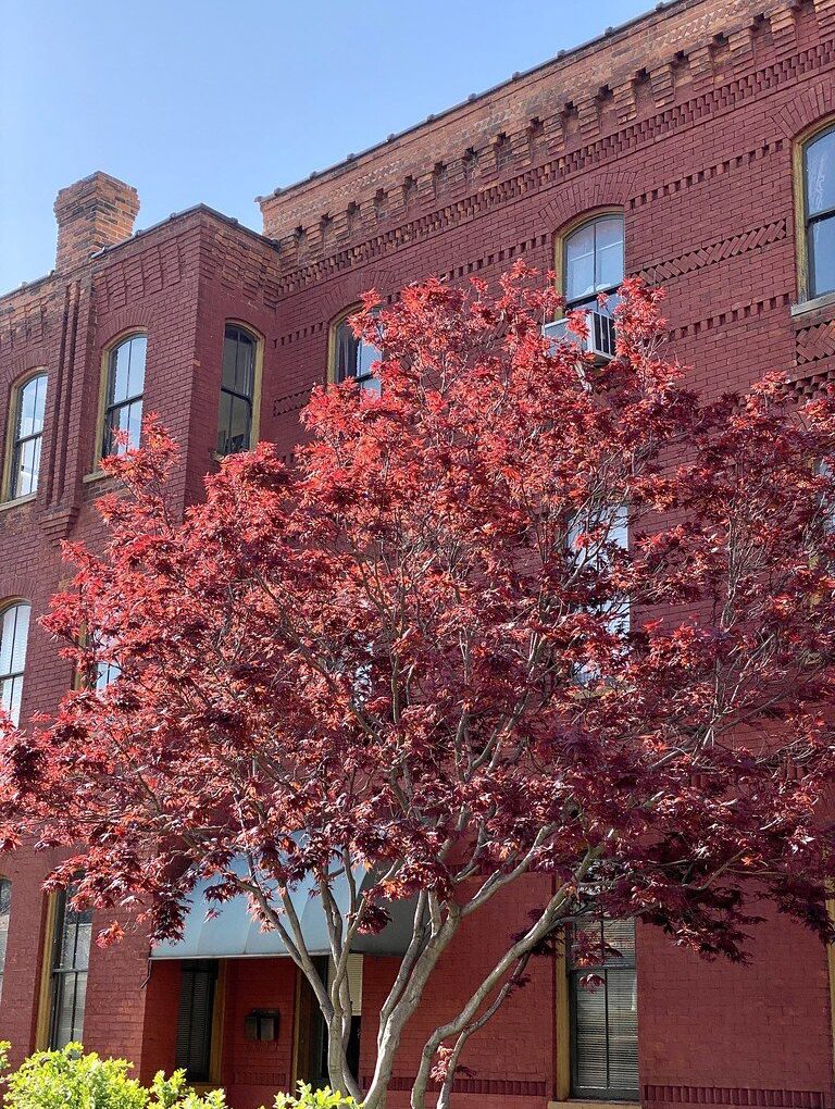 Acer p Emperor I (Emperor I Japanese Maple)
