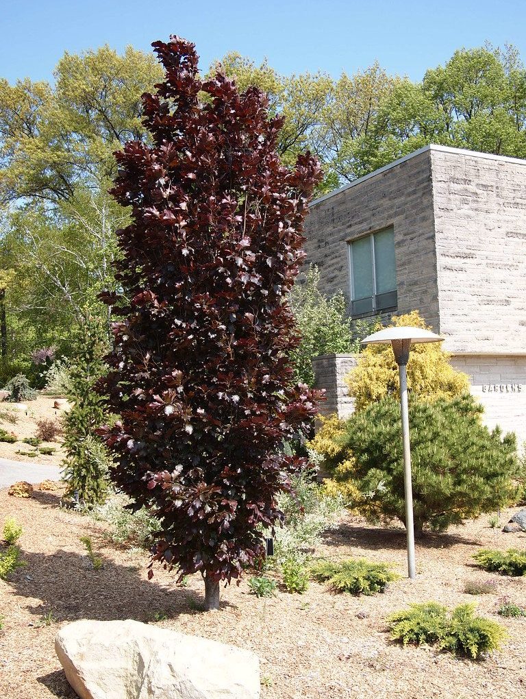 Fagus Red Obelisk (Red Obelisk Beech)