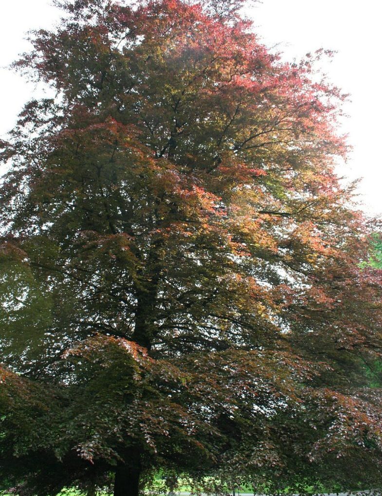 Fagus 'Roseomarginata' Tri-color beech