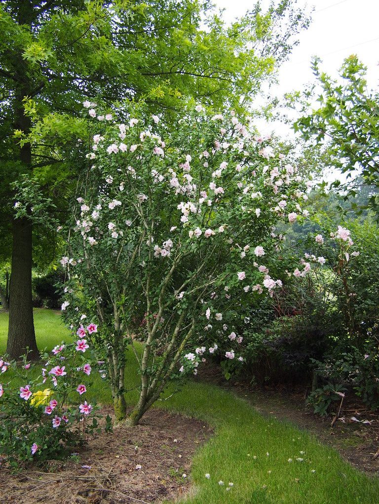 Hibiscus s. Pink Chiffon (tree- Pink Chiffon Rose of Sharon Hibiscus)
