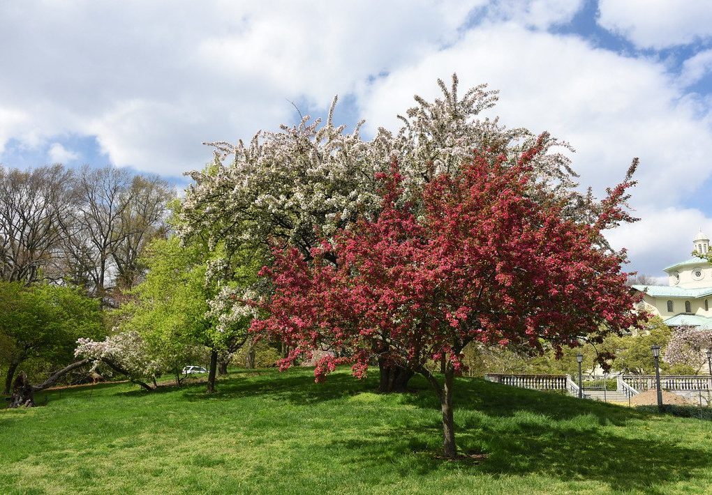 Malus 'Indian Magic' (Indian Magic Crabapple)