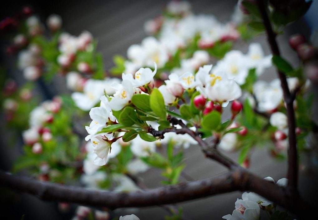 Malus Lollipop (Lollipop Crabapple)