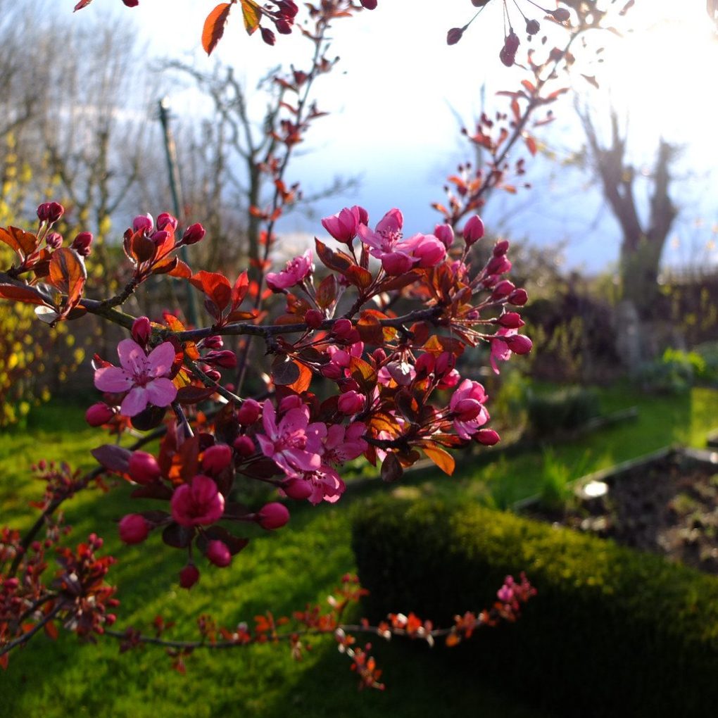 Malus Cardinal Crabapple