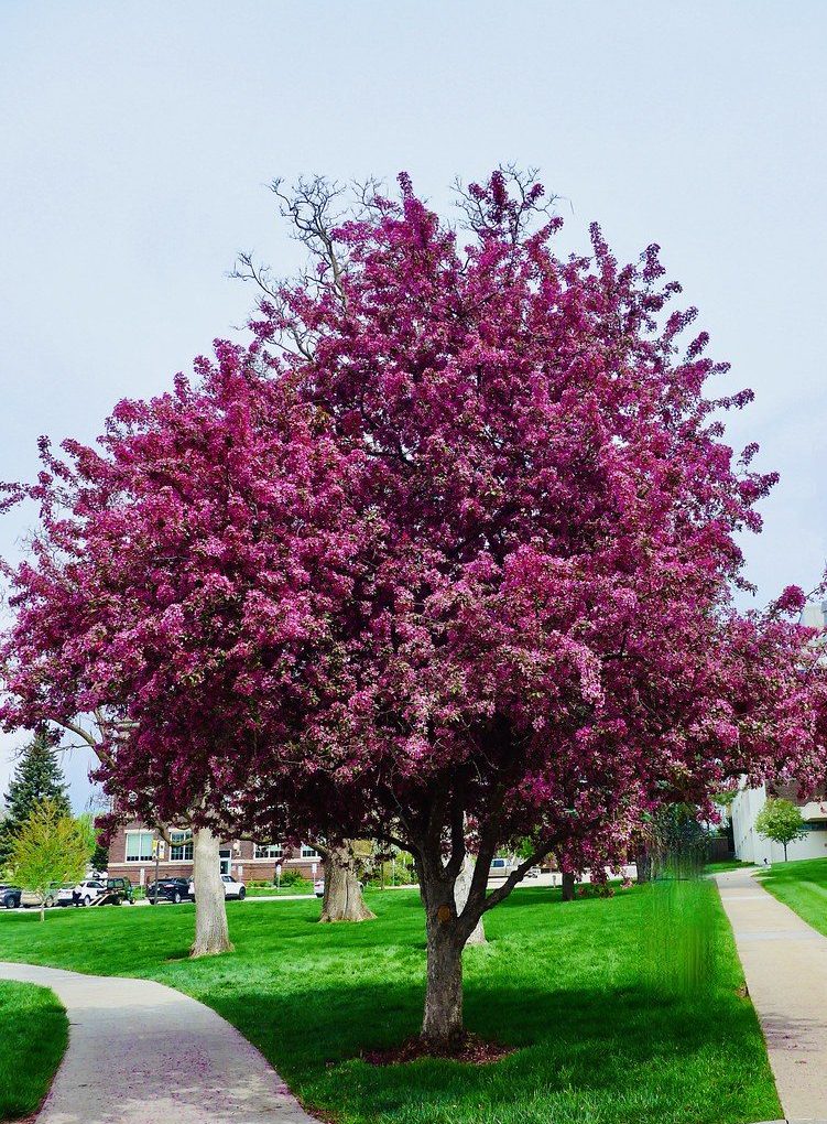 Malus 'Prairifire' (Prairifire Crabapple)