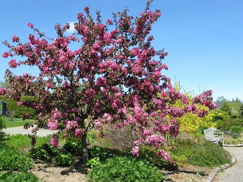 Malus Profusion (Profusion Crabapple) - GreenHouse Nursery