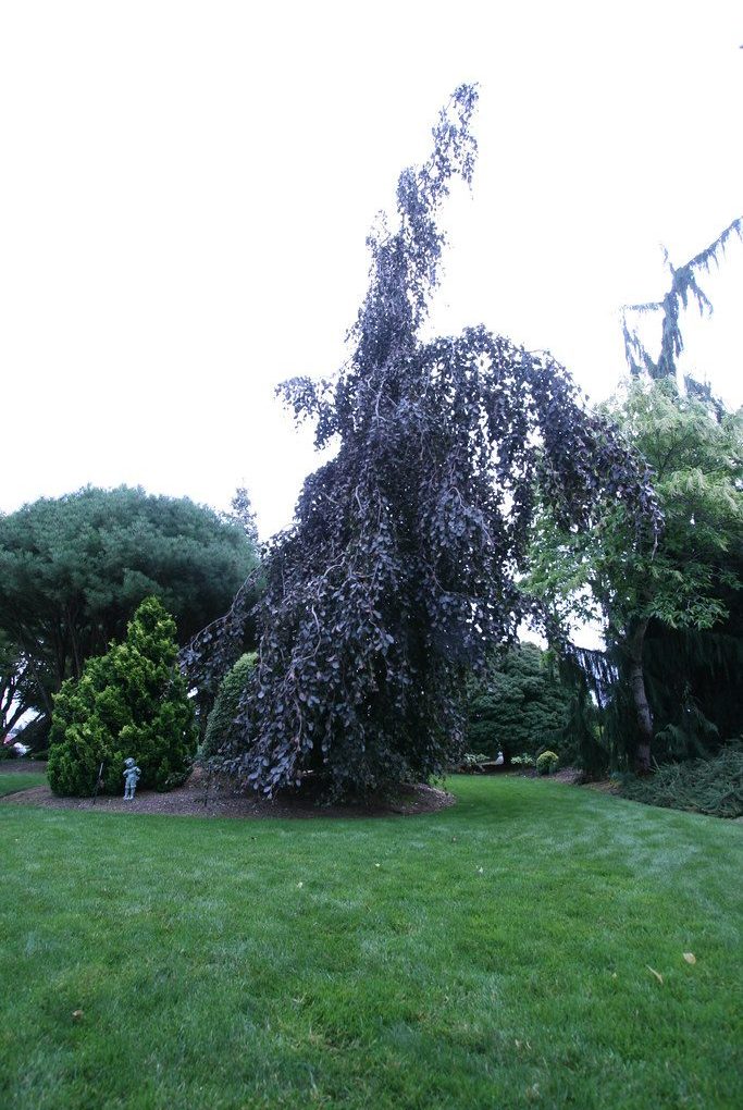 Fagus syl Purple Fountain (Purple Fountain Beech)