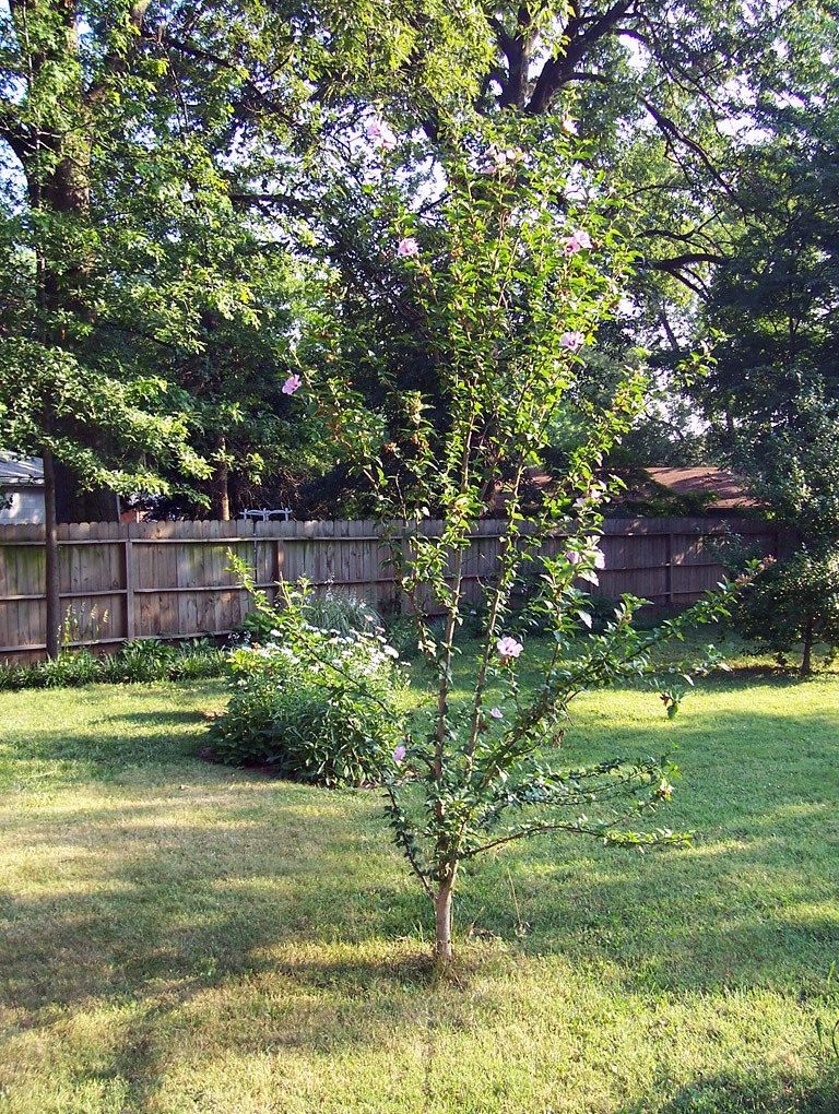 Hibiscus s. Purple Pillar (tree- Purple Pillar Rose of Sharon Hibiscus)