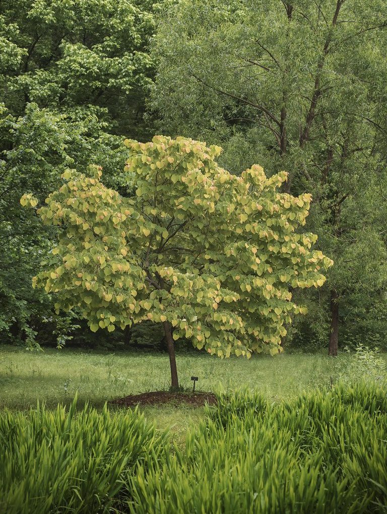 Cercis canadensis Rising Sun 'JN2' The Rising Sun Redbud