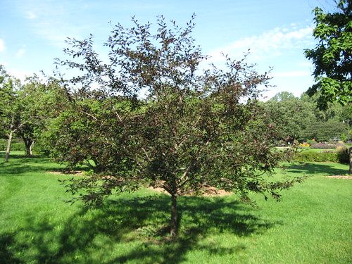 Malus Royal Raindrops (Royal Raindrops Crabapple)