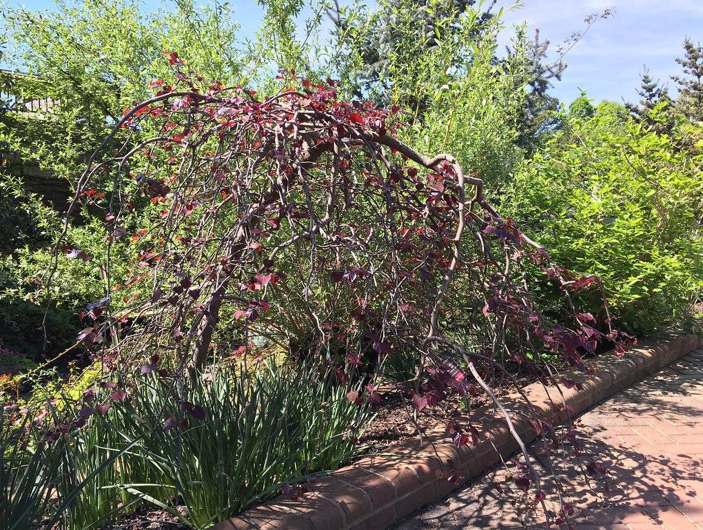 Cercis c. Ruby Falls (Ruby Falls Redbud)