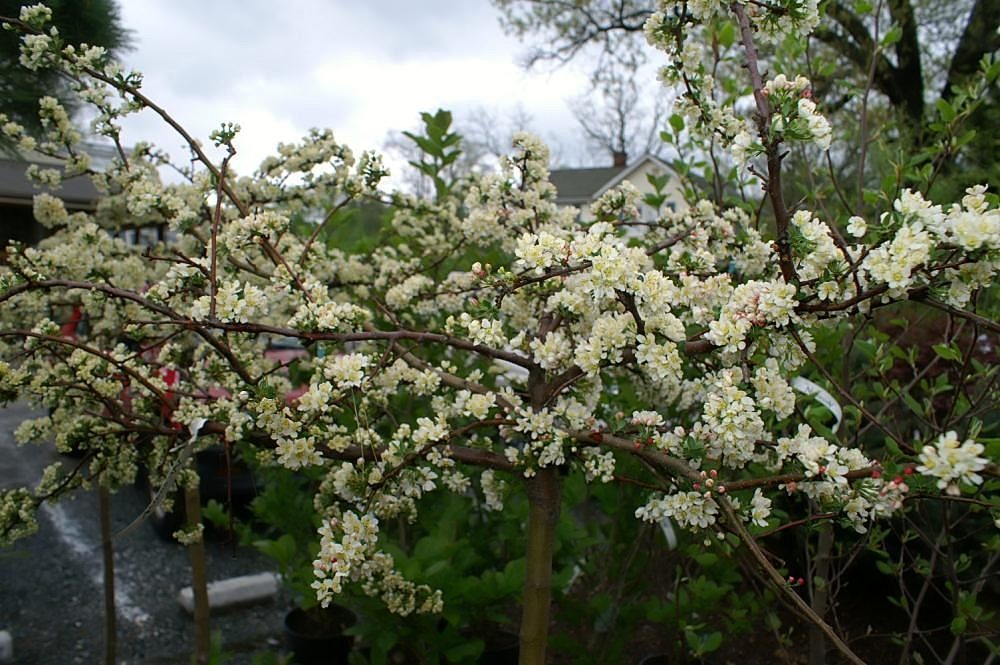 Malus Sargent Tina (Sargent Tina Crabapple)