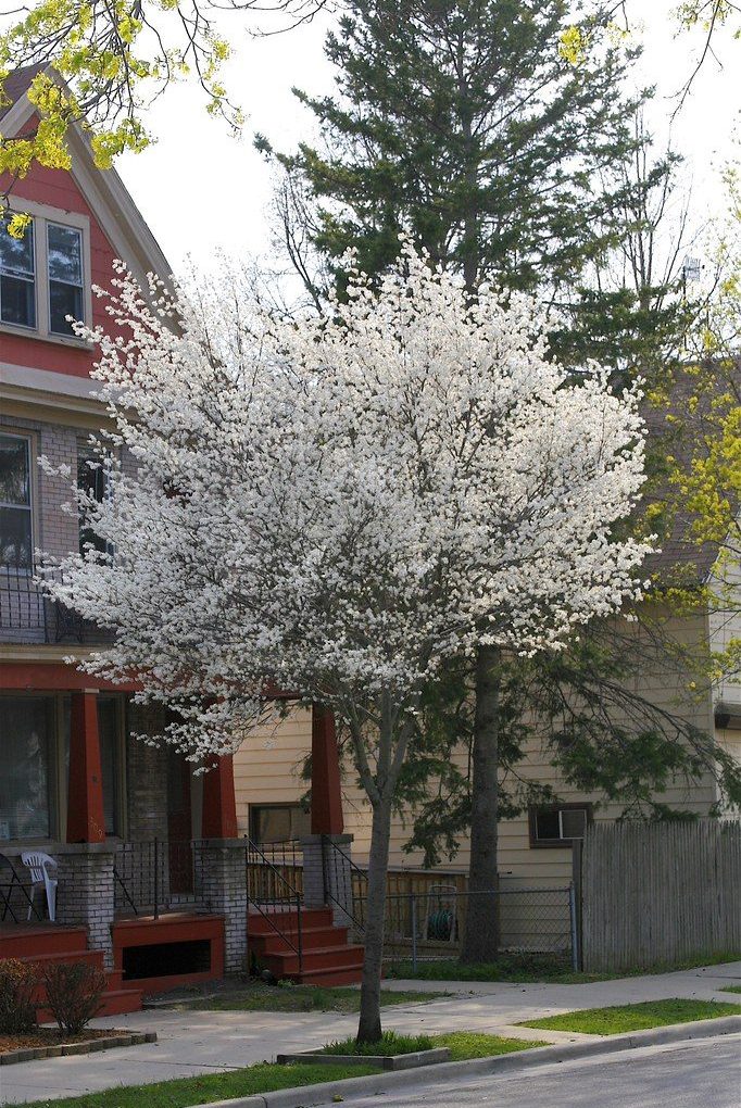 Amelanchier l. JFS-Arb Spring Flurry (Spring Flurry Serviceberry)
