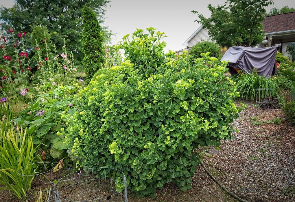 Ginkgo b Spring Grove (Spring Grove Ginkgo)