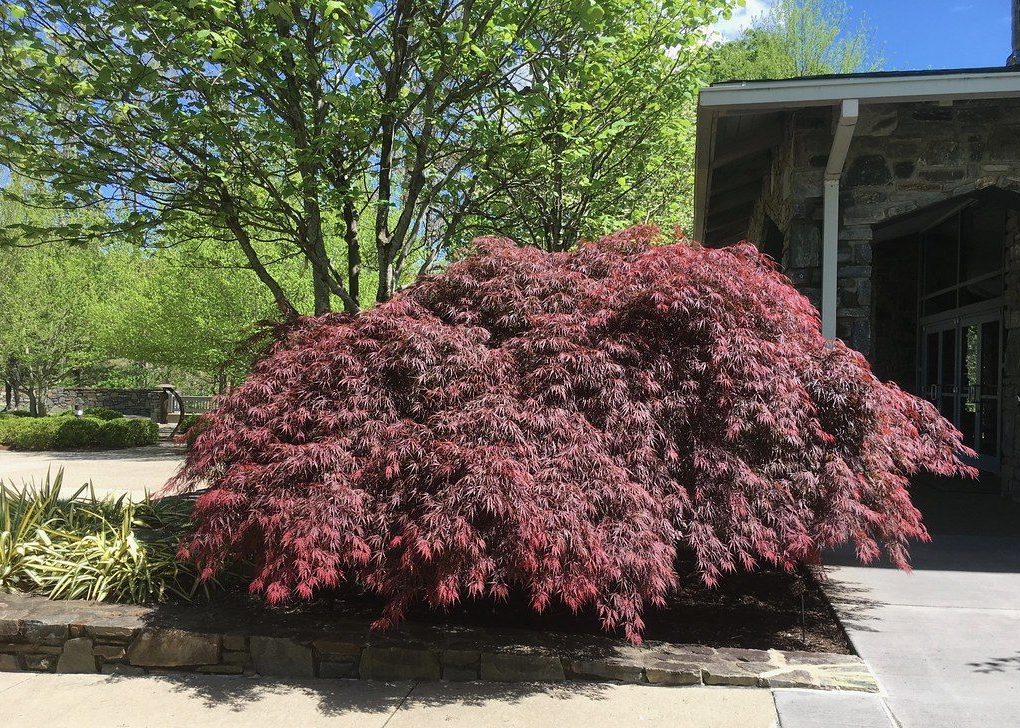 Acer p Tamukeyama (Tamukeyama Japanese Maple)
