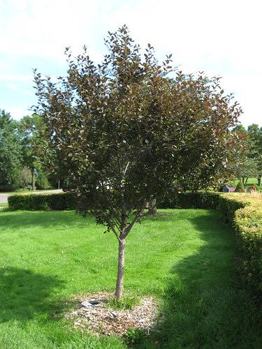 Malus Velvet Pillar (Velvet Pillar Crabapple)