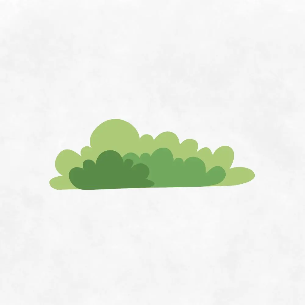 Pinus mugo Mops (Mops Mugo Pine)