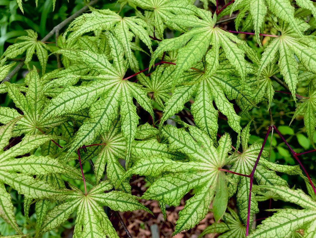 Acer palmatum 'Amber Ghost' Japanese Maple