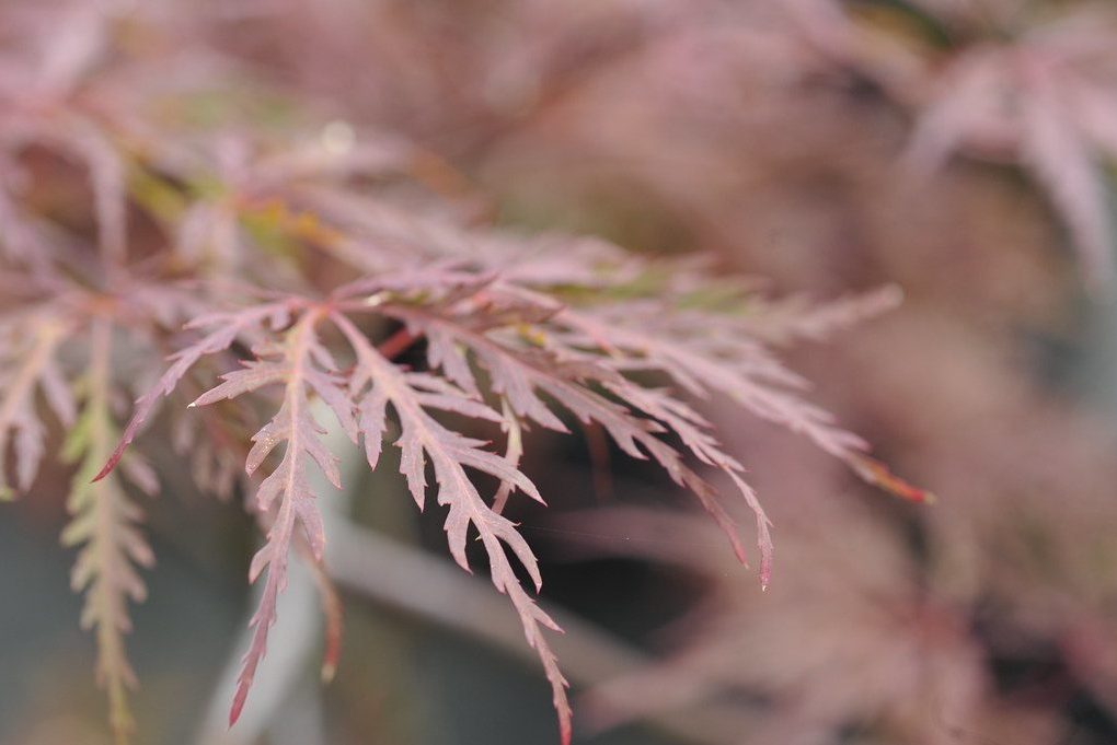 Acer p Red Dragon (Red Dragon Japanese Maple)