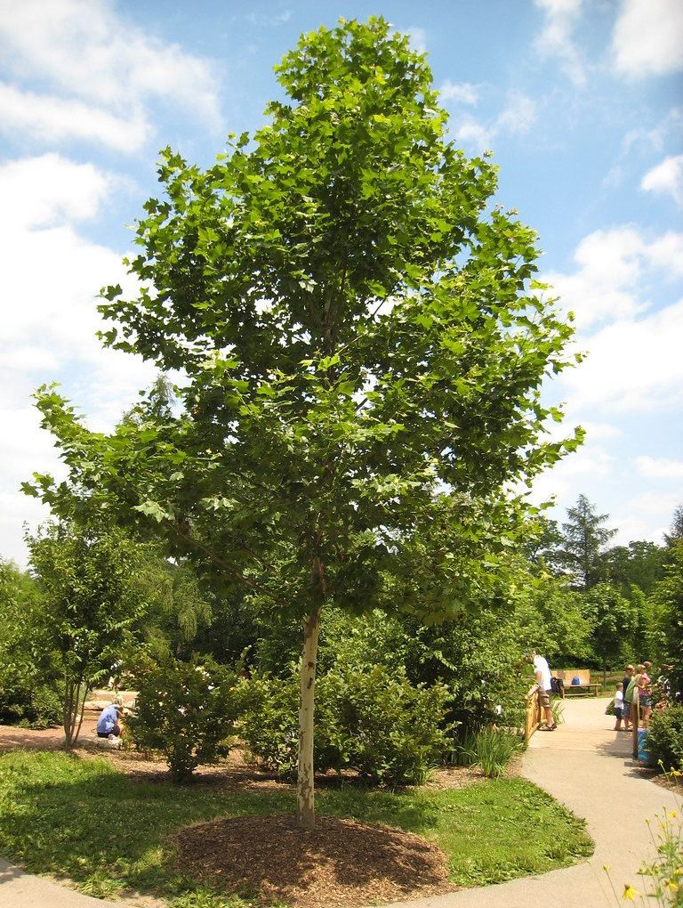 Platanus a Bloodgood (Bloodgood London Plane Tree)