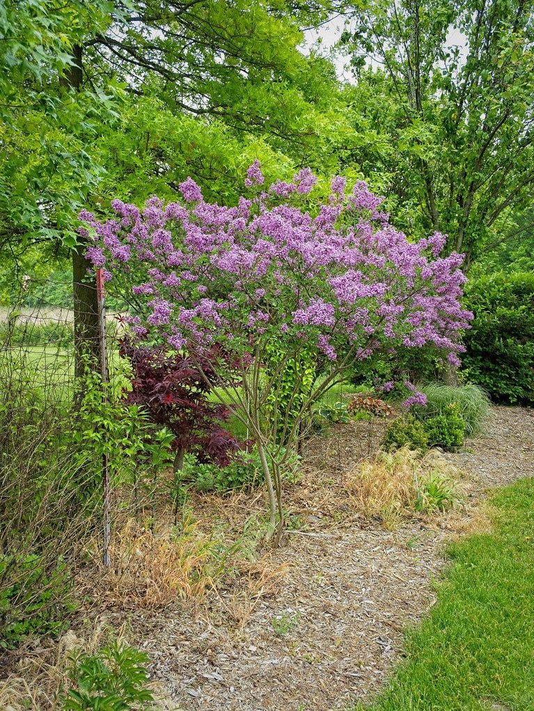 Syringa Bloomerang Dark Purple (tree- Bloomerang Dark Purple Lilac)
