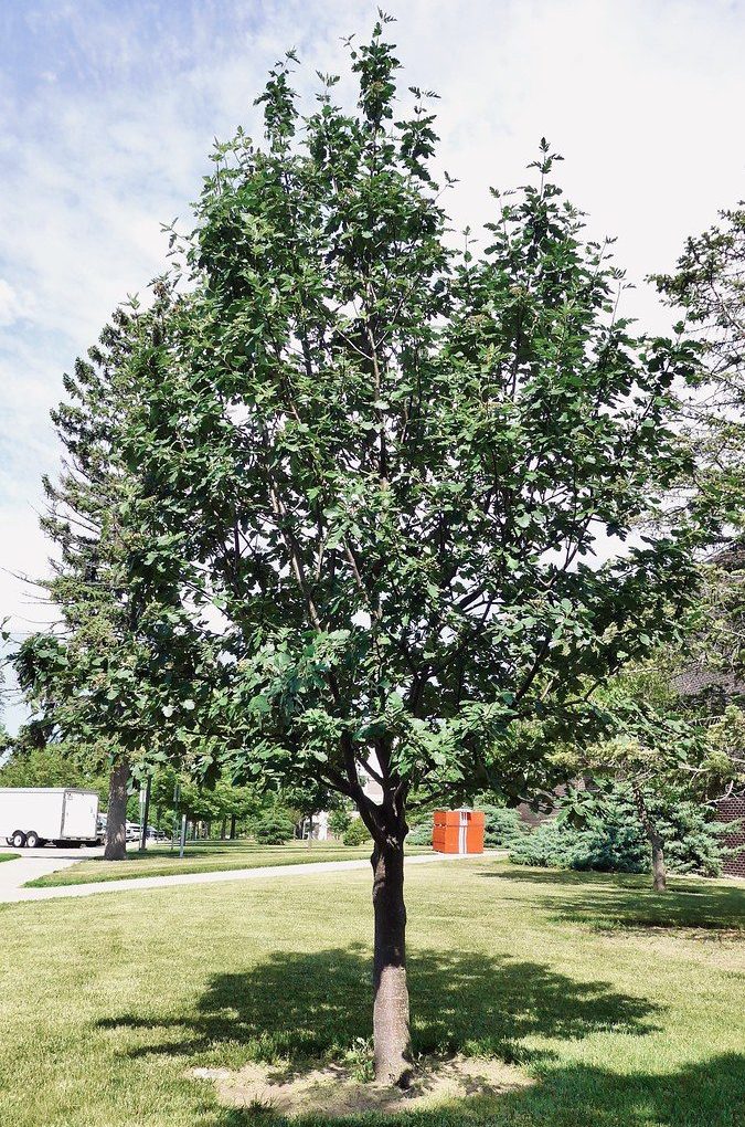Sorbus s. Oak Leaf (Oak Leaf Mountain Ash)