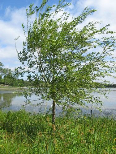 Salix x. Prairie Cascade (Prairie Cascade Willow)