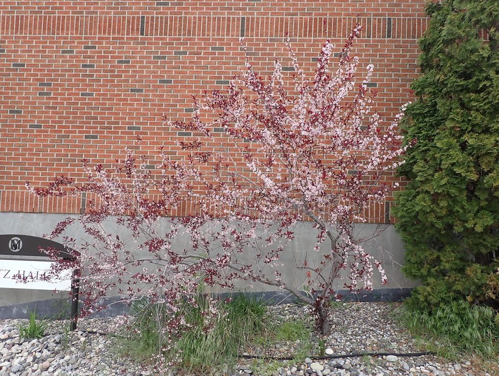 Prunus cistena (tree- Cistena Plum)