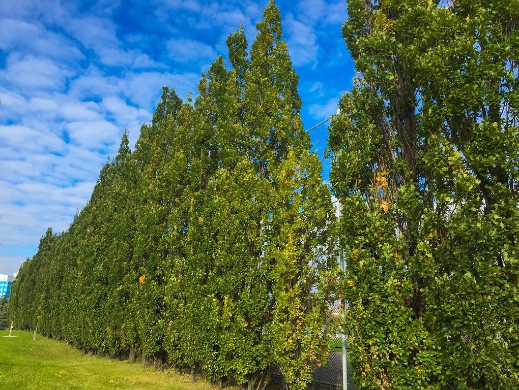 Quercus x Regal Prince (Regal Prince Oak)