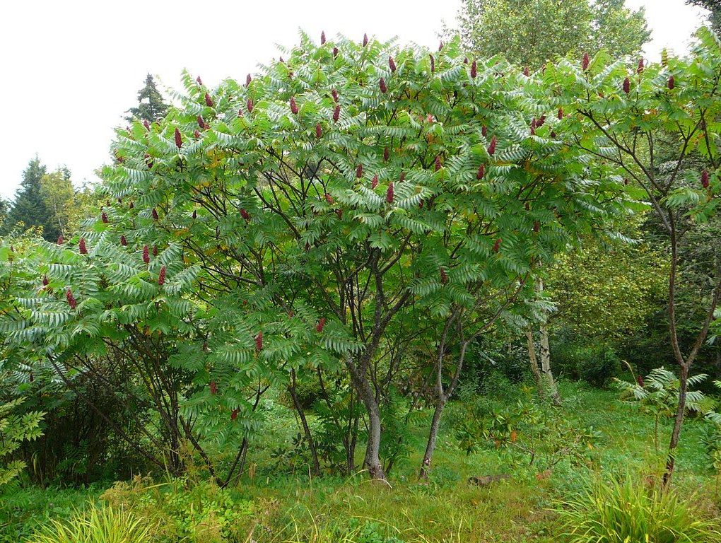 Rhus typhina (Staghorn Sumac)
