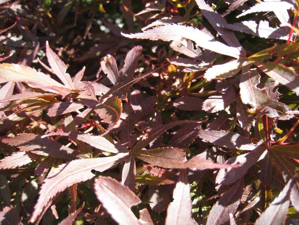 Acer palmatum 'Shaina' (Shaina Japanese Maple)  STD