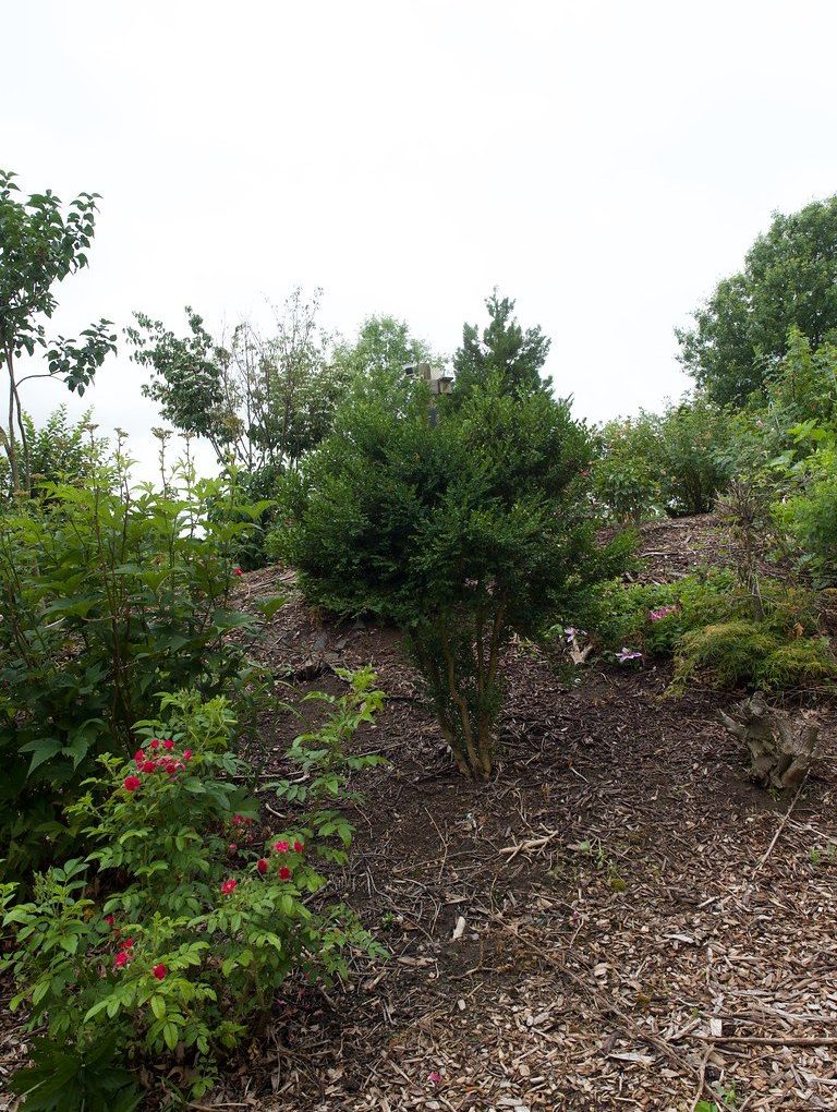 Buxus microphylla Koreana (Korean Littleleaf Boxwood)