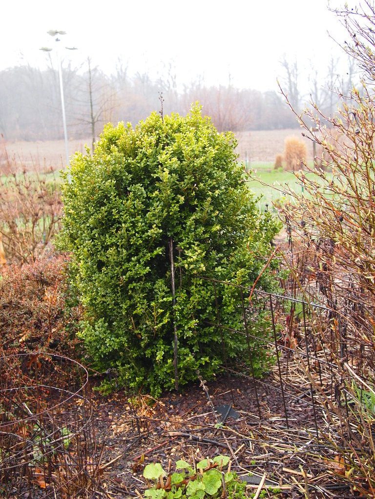 Buxus microphylla 'Winter Gem' (Winter Gem Boxwood)